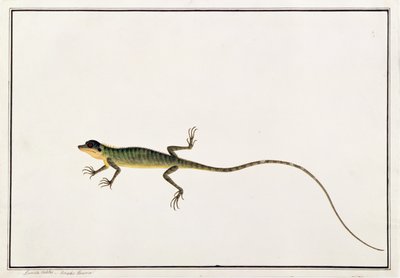 Asiatic Guana, Lacerta Calotes, from Drawings of Animals, Insects and Reptiles from Malacca by Chinese School
